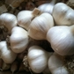 6 Garlic Bulbs for Planting, Garlic Bulbs for Spring or Fall Planting