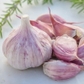 6 California Softneck Garlic Bulbs for Planting Garlic for Fall or Spring Planting