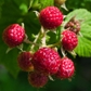 Red Raspberry