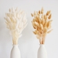 100pcs Pampas Grass-a