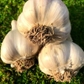 2 California Early Garlic Bulbs for Planting, 3 to 4 Oz Each Bulbs for Planting