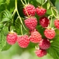 Red Raspberry Plants