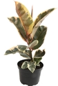 Ficus Tineke