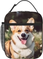 Happy Corgi Dog