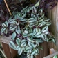 Silver Purple Tradescantia