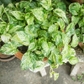 Marble Queen Pothos Live Plant