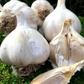 6 Garlic Bulbs for Planting, California Softneck Garlic for Fall Or Spring Planting