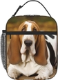 Basset Hound