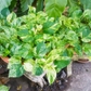 Golden Pothos Live Plant