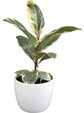 Ficus Tineke White Pot