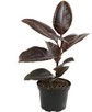 Ficus Ruby