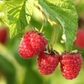 Caroline Red Raspberry Plants