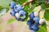 Large Berries