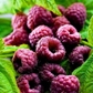 Glencoe Raspberry