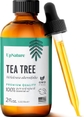 Tea Tree