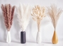 100pcs Pampas Grass-b