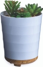 Potted Succulent