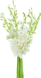 White Orchid