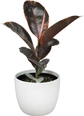 Ficus Ruby White Pot