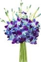 Blue Orchid