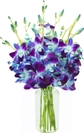 Blue Orchid