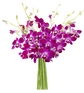 Purple Orchid