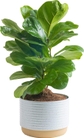 Indoor Garden Plant Pot