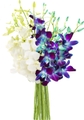 Blue and white orchid