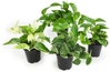 4-Pack Variety Pothos