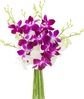 Purple and white orchid