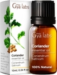 Coriander