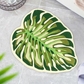 Monstera