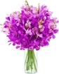 Purple Orchid