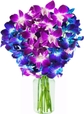 Blue and Purple orchid