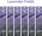 Lavender Fields